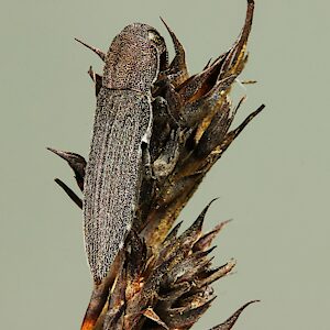 Euryspilus sp. Hirsute, PL5684, female, on Lepidosperma hispidulum, EP
